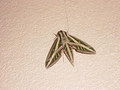 moth.JPG