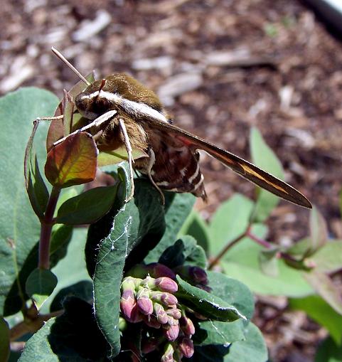 moth_2.jpg