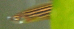 mouth_fungus_1.jpg