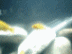 MOV01520.gif