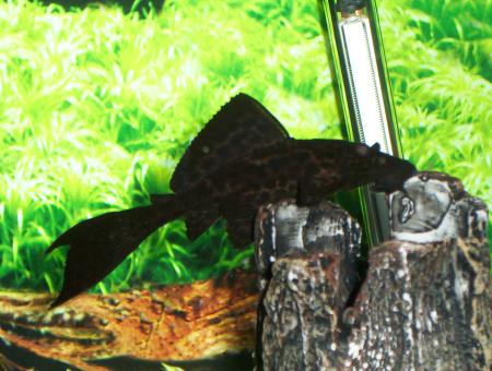 mr.plec.jpg