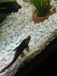 Mr_Bristly_plec_01.02.08.jpg