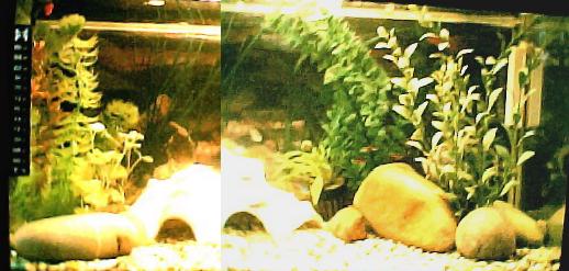 my_attepmt_at_join_my_new_tank_look.jpg