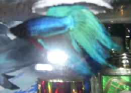 my_betta.JPG