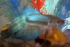 My_Betta_1.JPG
