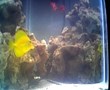 my_coolass_fish.jpg