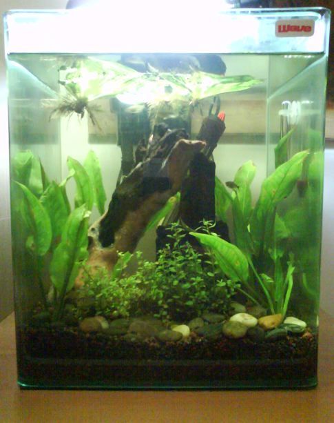 My_Fish_Tank_2.jpg