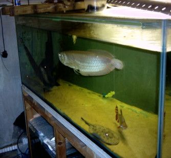 my_fish_will_eat_your_fish_002.jpg