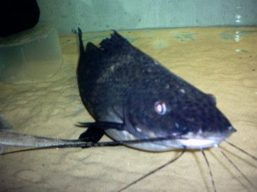my_fish_will_eat_your_fish_003.jpg