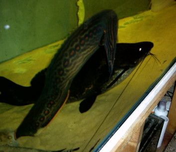 my_fish_will_eat_your_fish_004.jpg