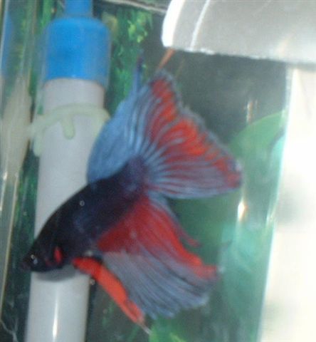 My_male_betta.jpg