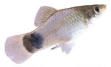 my_platy.jpg