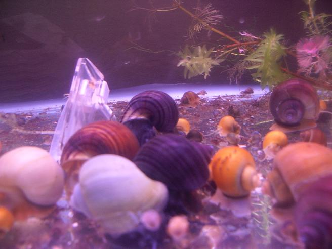my_snails.JPG
