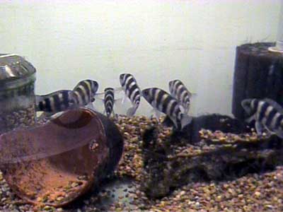 N._sexfasciatus1_6.13.03.JPG