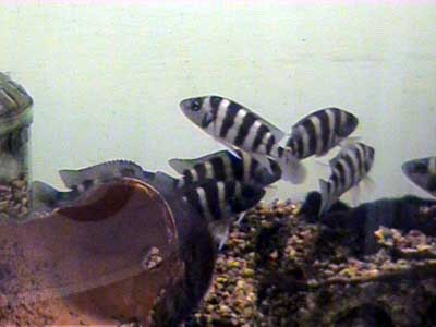 N._sexfasciatus_3_6.13.03.JPG