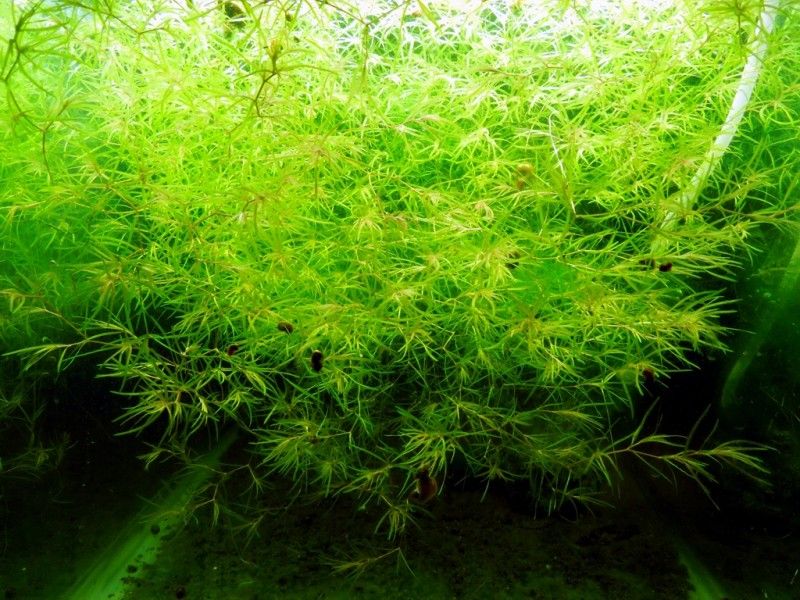 naja_grass_closeup_003_768x1024-800x600.jpg