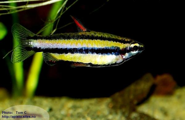 Nannostomus marginatus Peru form.jpg