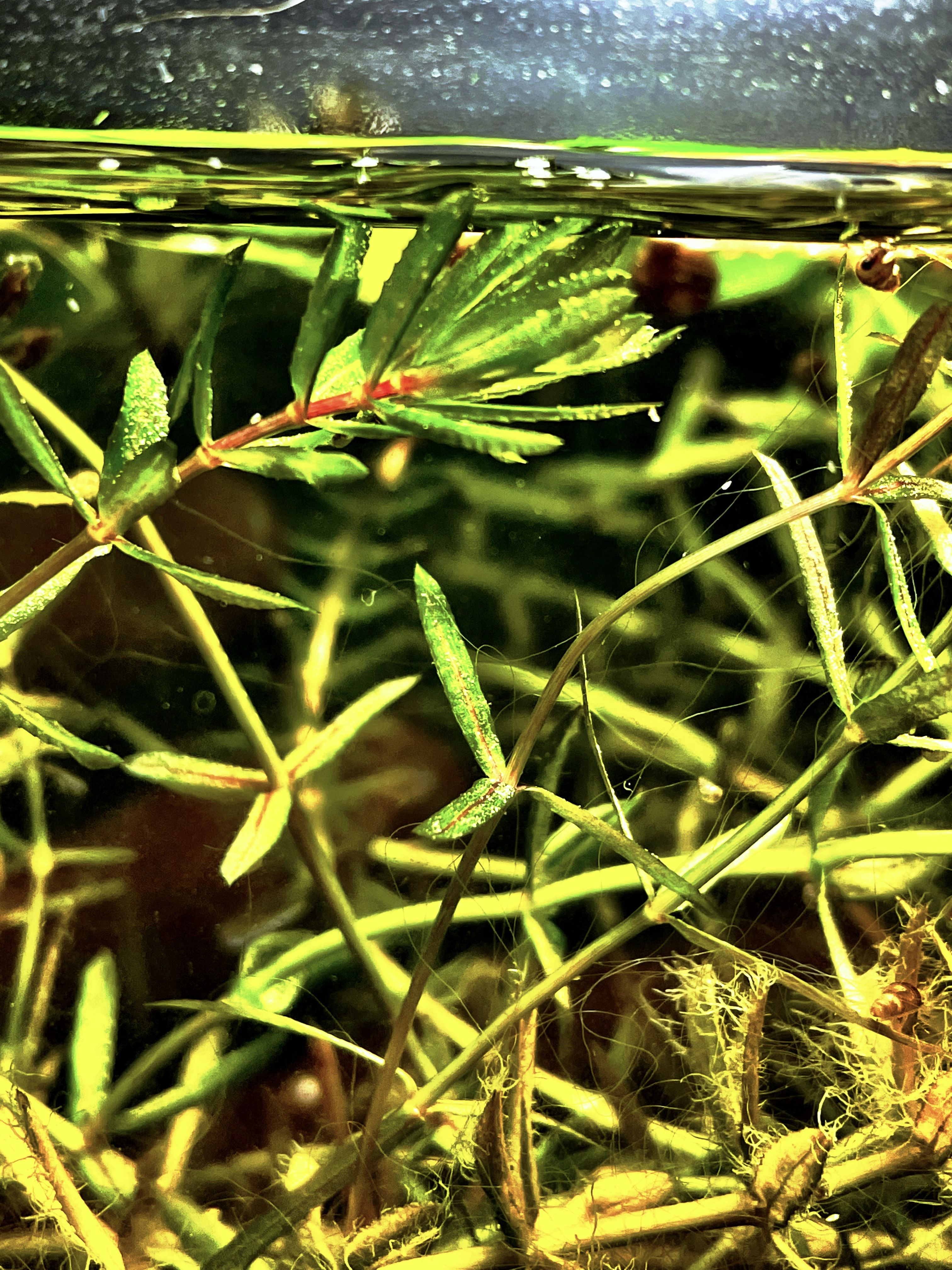 Narrow Leaf Anacharis close up