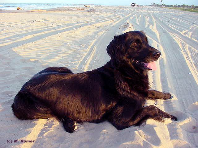 Negra2.jpg