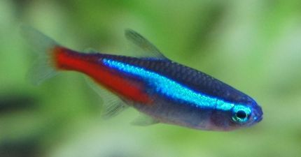 neon tetra.jpg