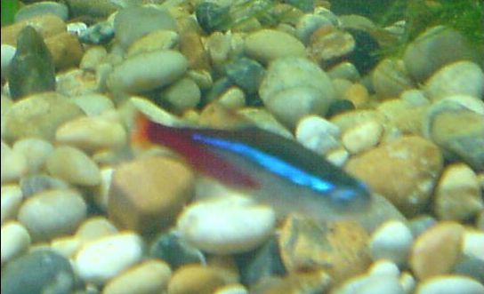 neon_fish.jpg