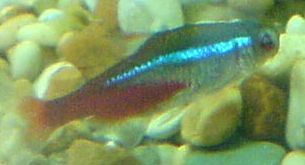 neon_fish.jpg