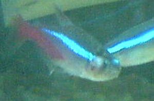 neon_fish.jpg