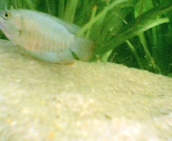 neon_gourami001.jpg