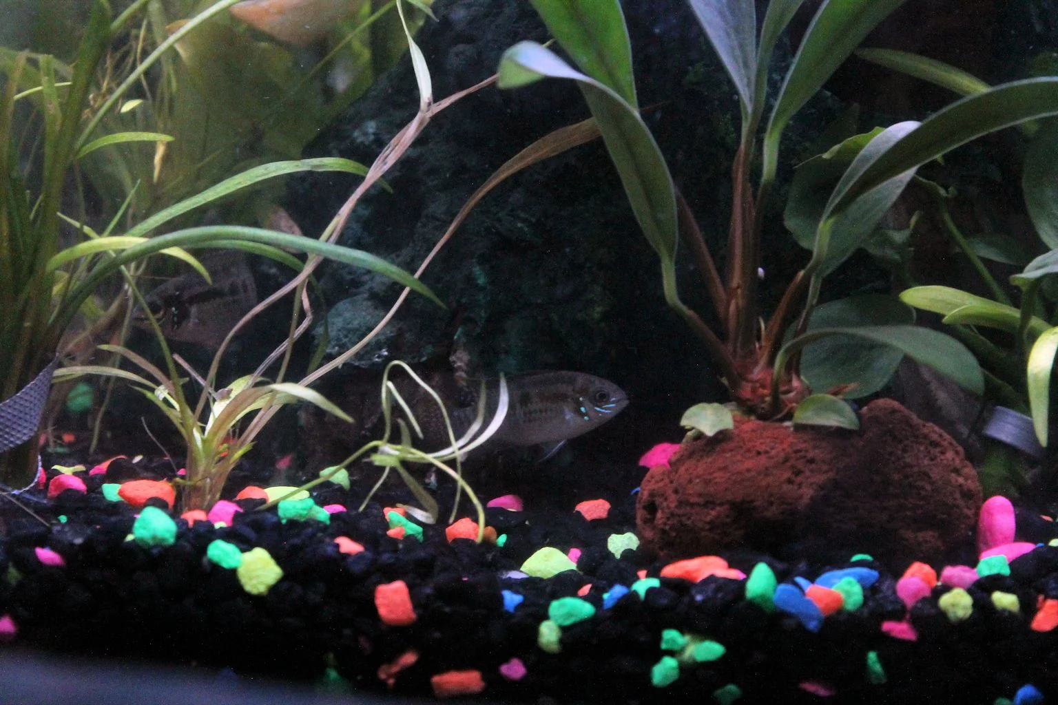 New cichlids small.JPG