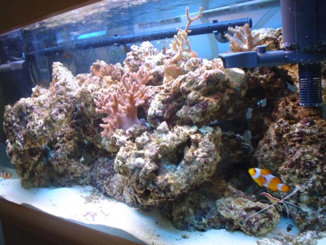 new_fish_pics__16_.JPG