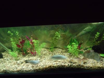 new_tank_023.jpg