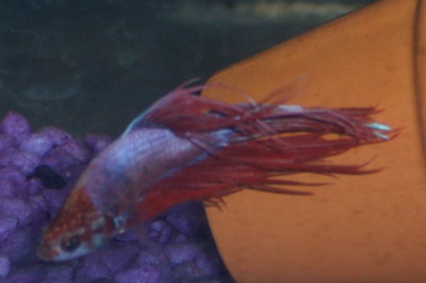 newbetta2.jpg