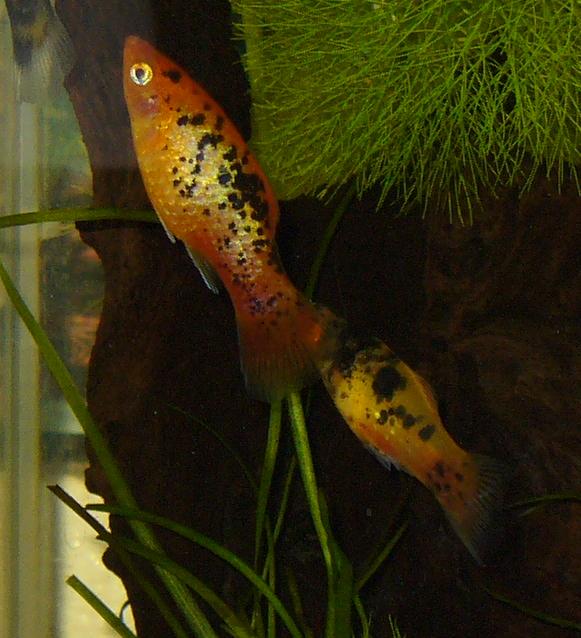 newfish.JPG