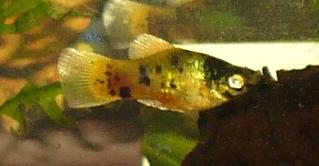 newfish2.JPG