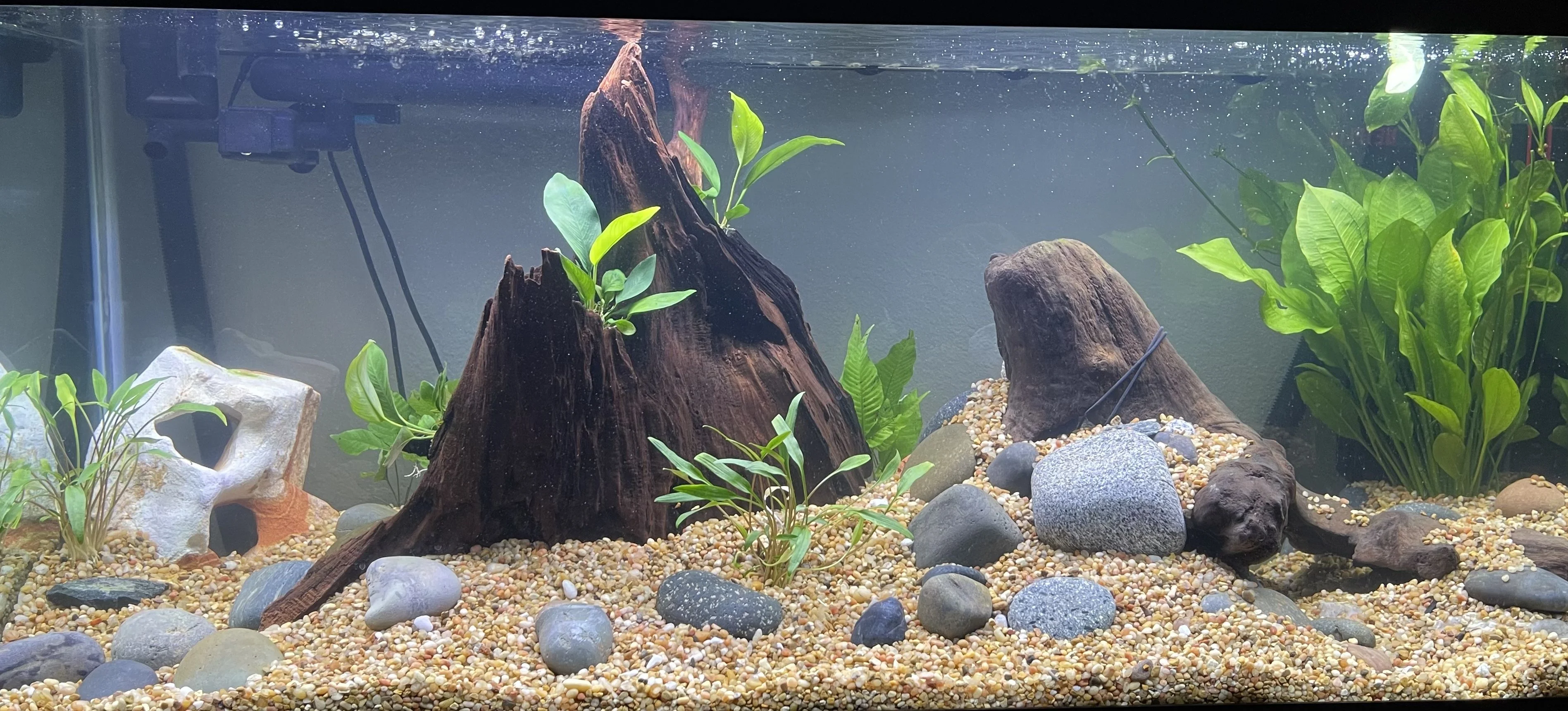 Newly Planted Aquarium .jpeg