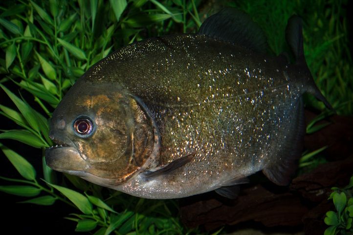 newt11112233.jpg