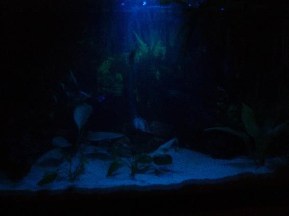 Night_tank_1.JPG