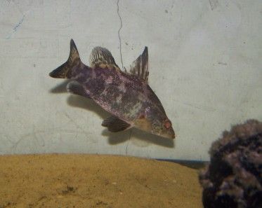 nile_perch_1.jpg