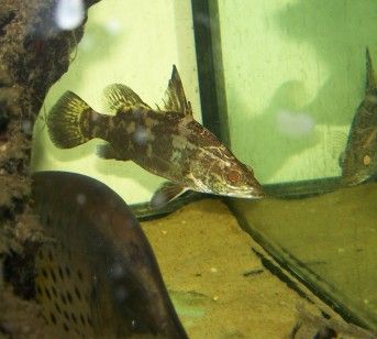 nile_perch_4.jpg