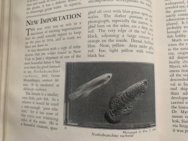 notho.jpg