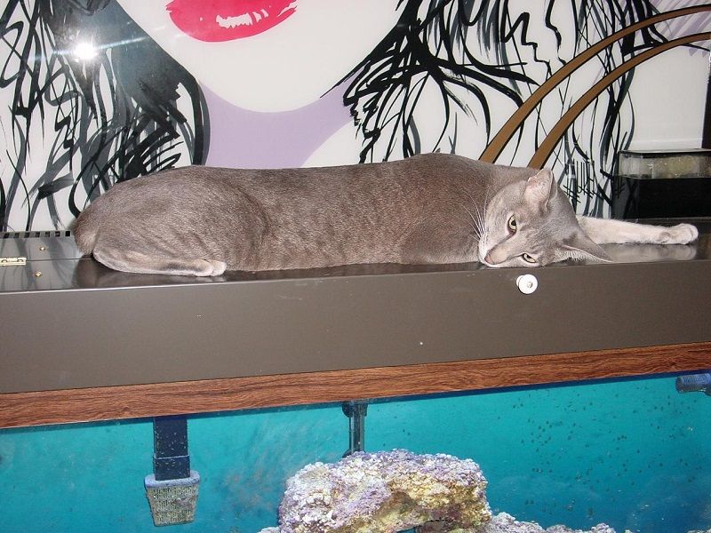 Nova on aquarium.JPG