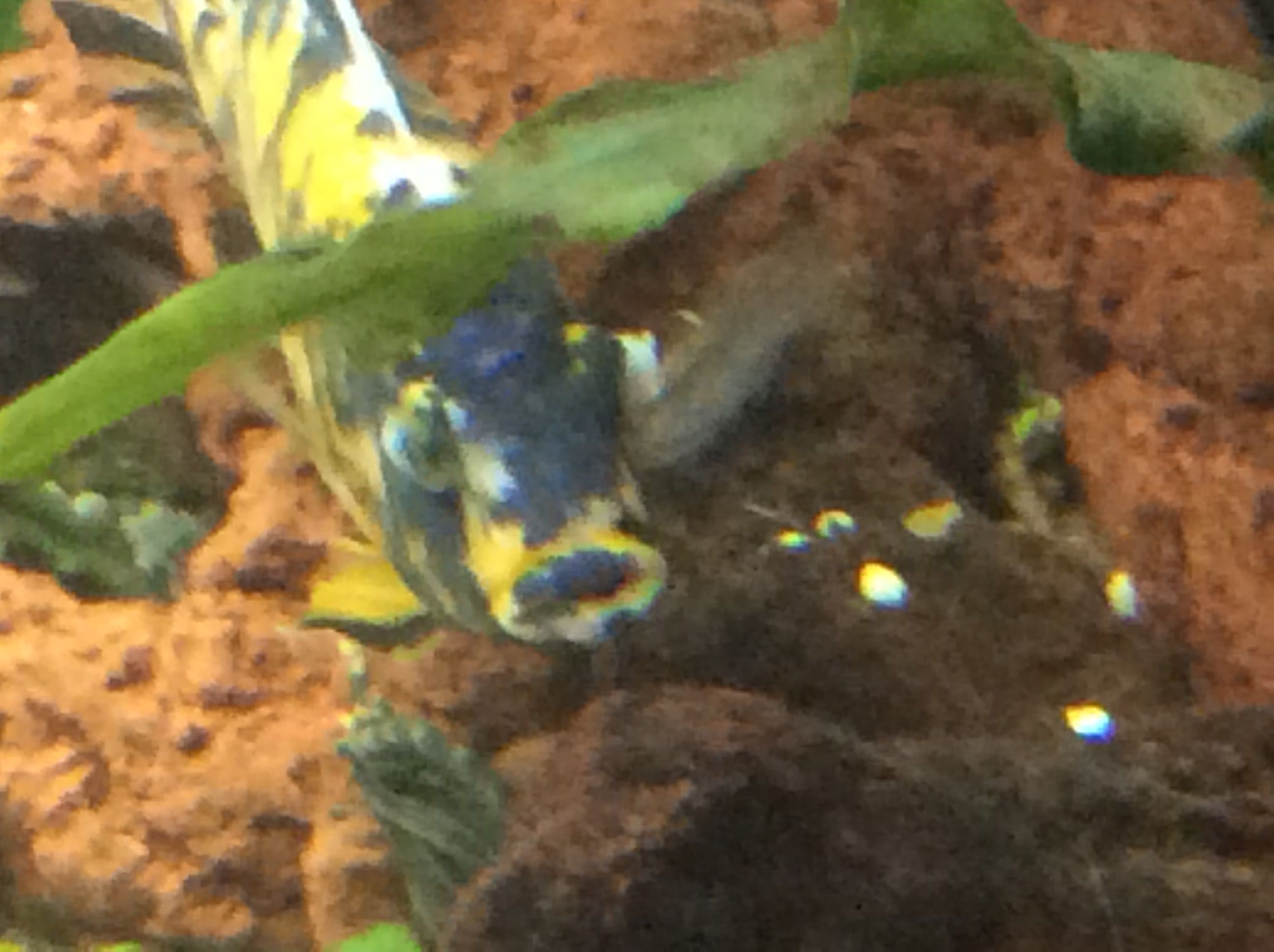 obpeacock8.JPG