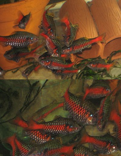 Odessa (breeder).jpg