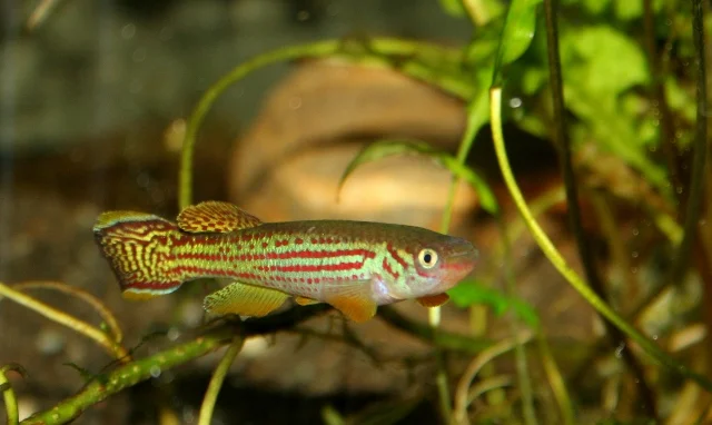 oeseri1 (640x382).jpg