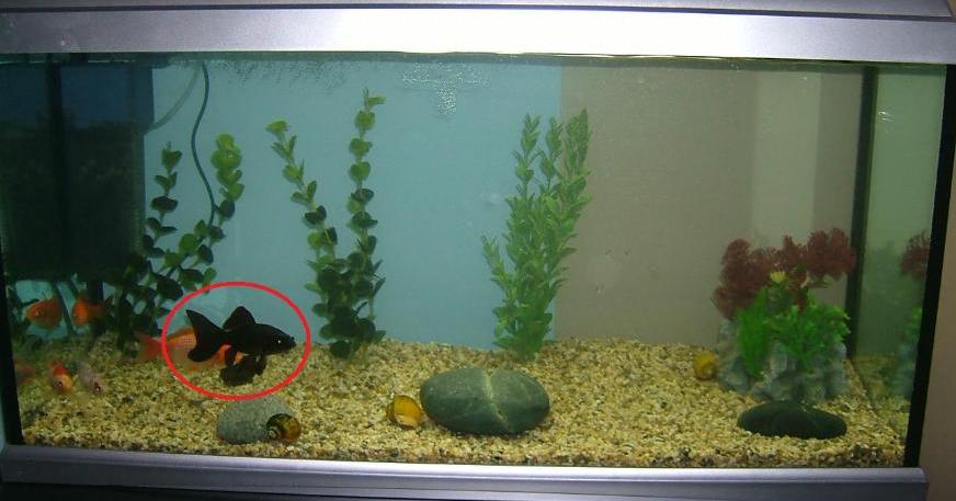 old_tank.jpg