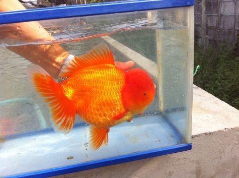 oranda-goldfish.jpg