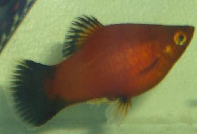 Orange_Platy.JPG