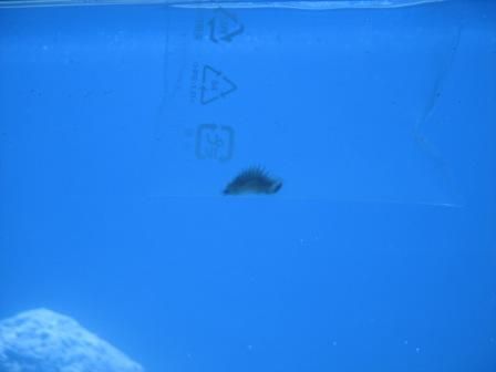 Orca_005.jpg