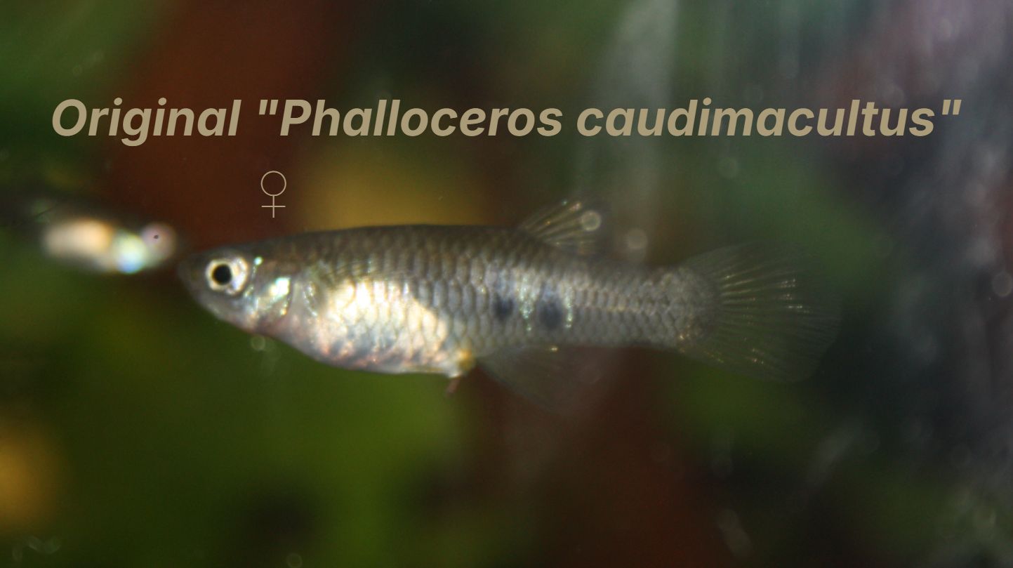 Original Phalloceros caudimaculatus.jpg