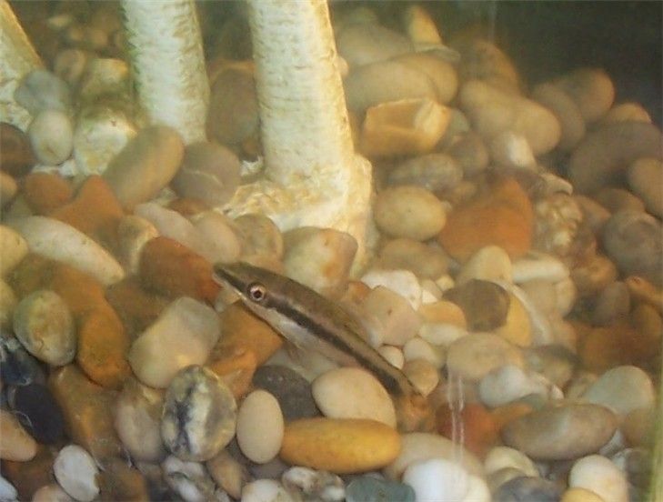 oto0409pic4.jpg
